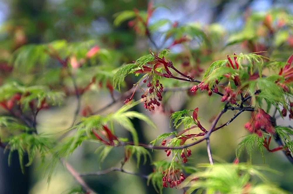 Acer palmatum var. dissectum 'Seiryu' Blue Green Dragons Laceleaf Japanese Maple
