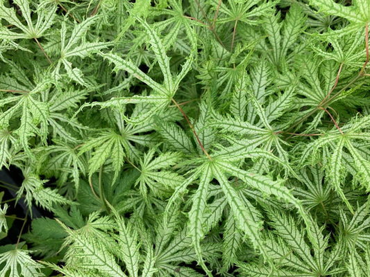 Acer palmatum 'Sister Ghost' Sister Ghost Japanese Maple 7 Gallon