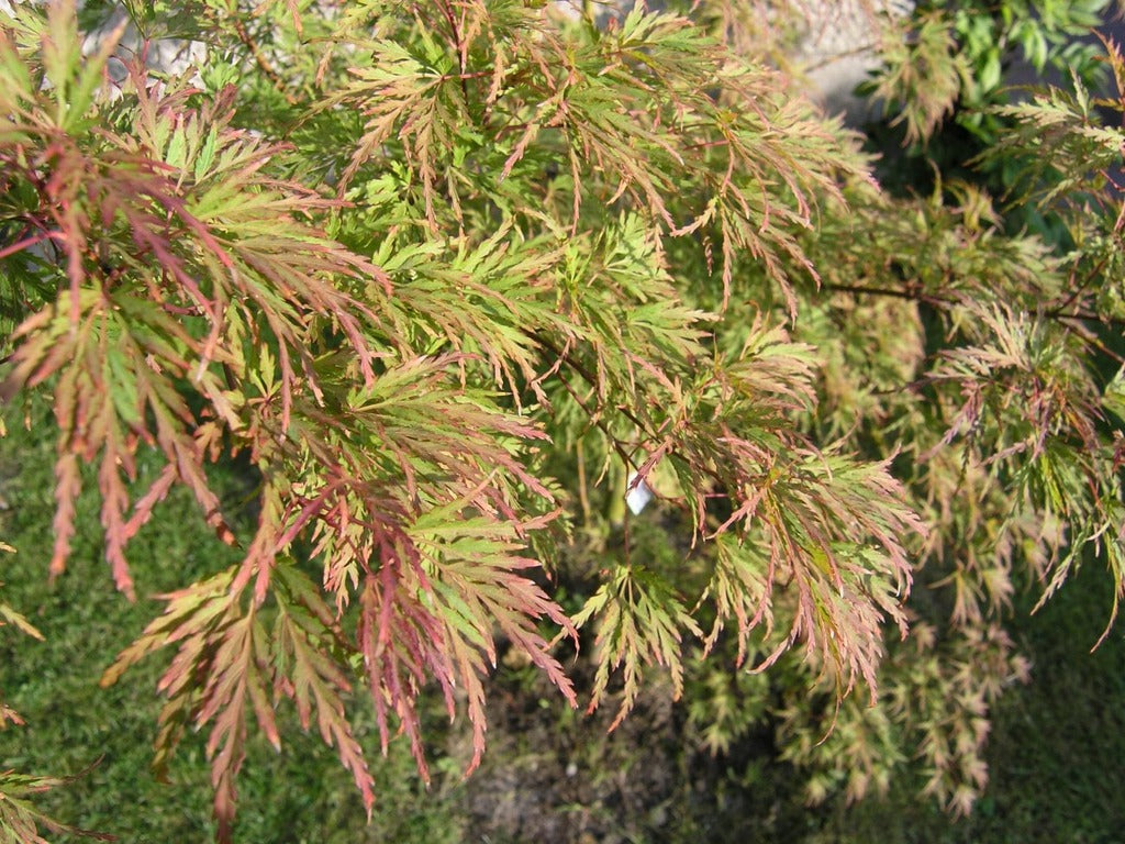 Acer palmatum var. dissectum 'Seiryu' Blue Green Dragons Laceleaf Japanese Maple