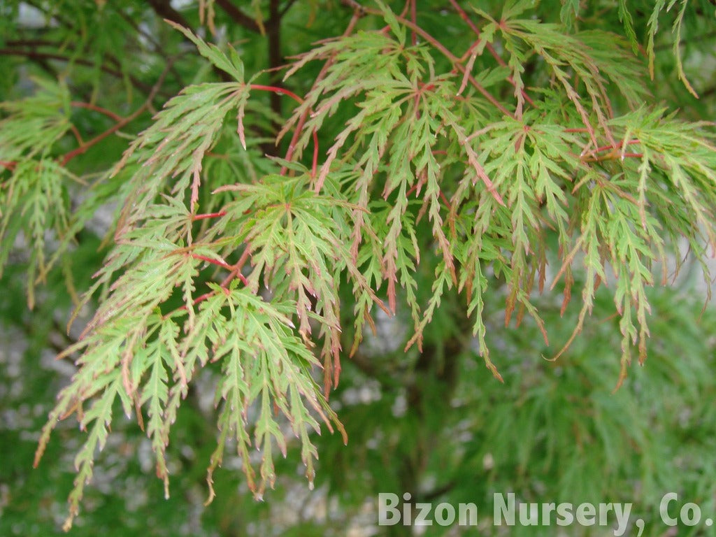 Acer palmatum var. dissectum 'Seiryu' Blue Green Dragons Laceleaf Japanese Maple