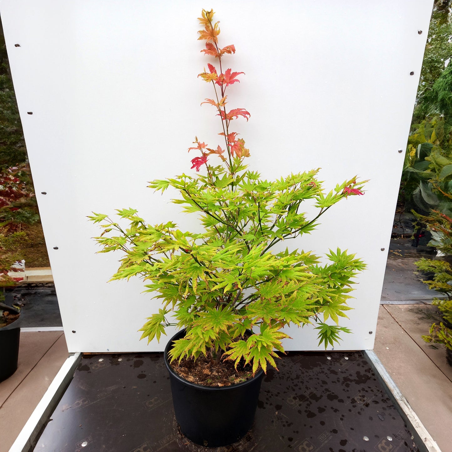 Acer shirasaw. 'Autumn Moon' Autumn Moon Full Moon Japanese Maple 15g