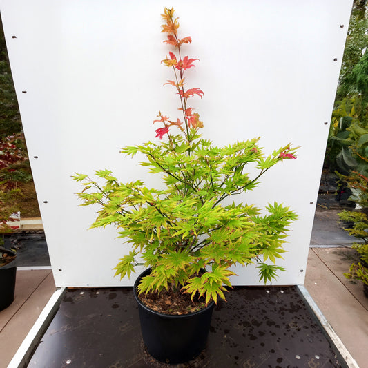 Acer shirasaw. 'Autumn Moon' Autumn Moon Full Moon Japanese Maple 15g
