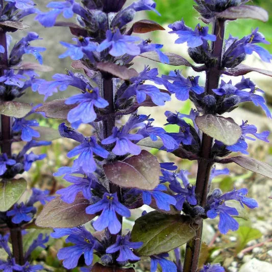 Ajuga reptans 'Bronze Beauty' Bronze Beauty Bugleweed