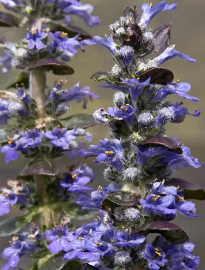 Ajuga reptans 'Caitln's Giant' Caitln's Giant Bugleweed 1 Gallon