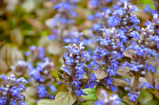 Ajuga reptans 'Chocolate Chip' Chocolate Chip Bugleweed