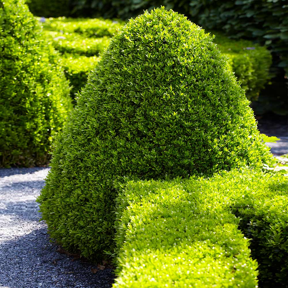 Buxus sempervirens - TREE FORM American Boxwood 6g
