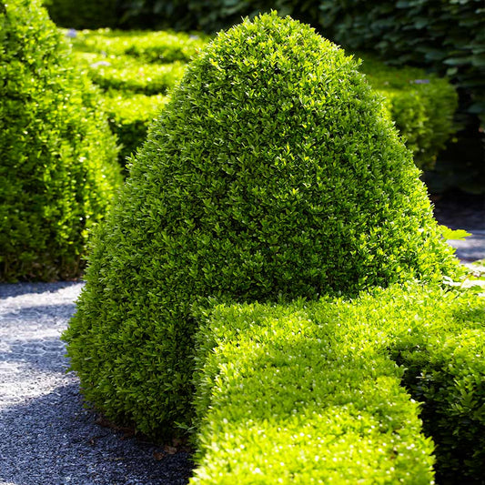 Buxus sempervirens - TREE FORM American Boxwood 6g