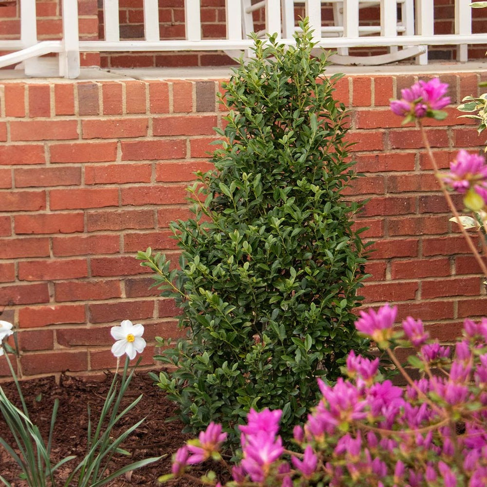 Ilex x 'RutHol4' PPAF Arrow Point® Holly