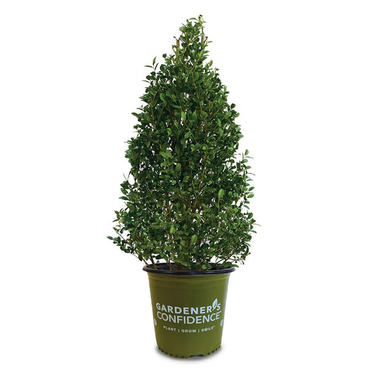 Ilex x 'RutHol4' PPAF Arrow Point® Holly