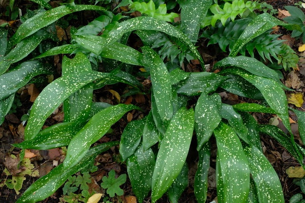 Aspidistra sichuanensis 'Spek-tacular' Spek-tacular Cast Iron Plant 3 Gallon