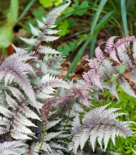 Fern - Athyrium niponicum 'Regal Red' Regal Red Japanese Painted Fern 1g