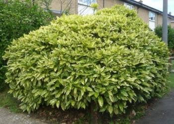 Aucuba japonica 'Marmorata' Marmorata Japnese Laurel 3g