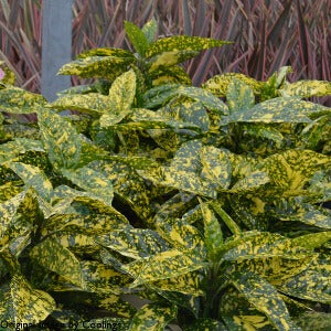 Aucuba japonica 'Marmorata' Marmorata Japnese Laurel 3g