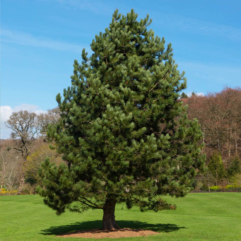 Pinus nigra 'Austrian Pine' Austrian Pine 20g
