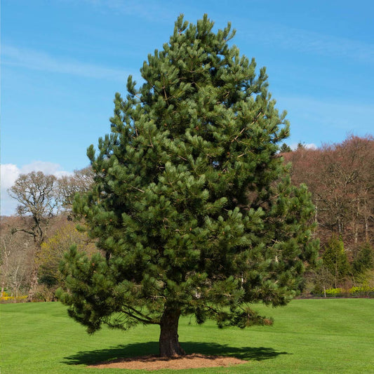 Pinus nigra 'Austrian Pine' Austrian Pine 20g