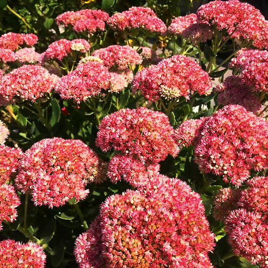 Sedum 'Autumn Fire' Autumn Fire Sedum 1g