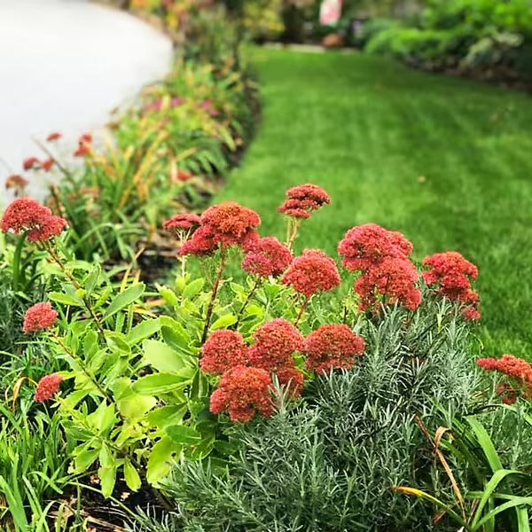 Sedum 'Autumn Fire' Autumn Fire Sedum 1g