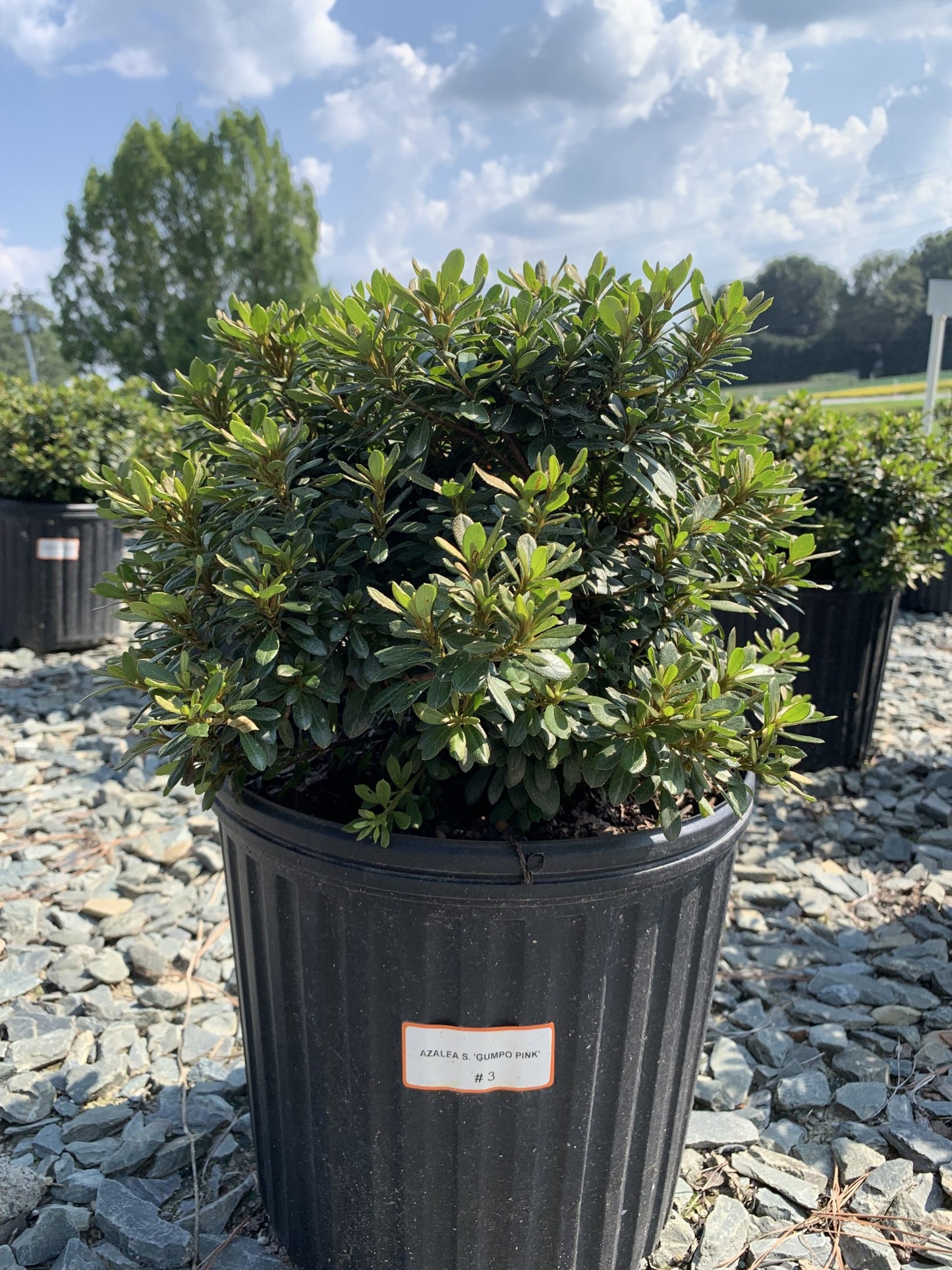 Rhododendron x 'Pink Gumpo' Pink Gumpo Azalea (Satsuki Hybrid) 3g