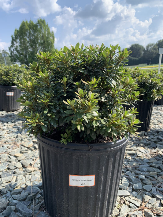 Rhododendron x 'Pink Gumpo' Pink Gumpo Azalea (Satsuki Hybrid) 3g
