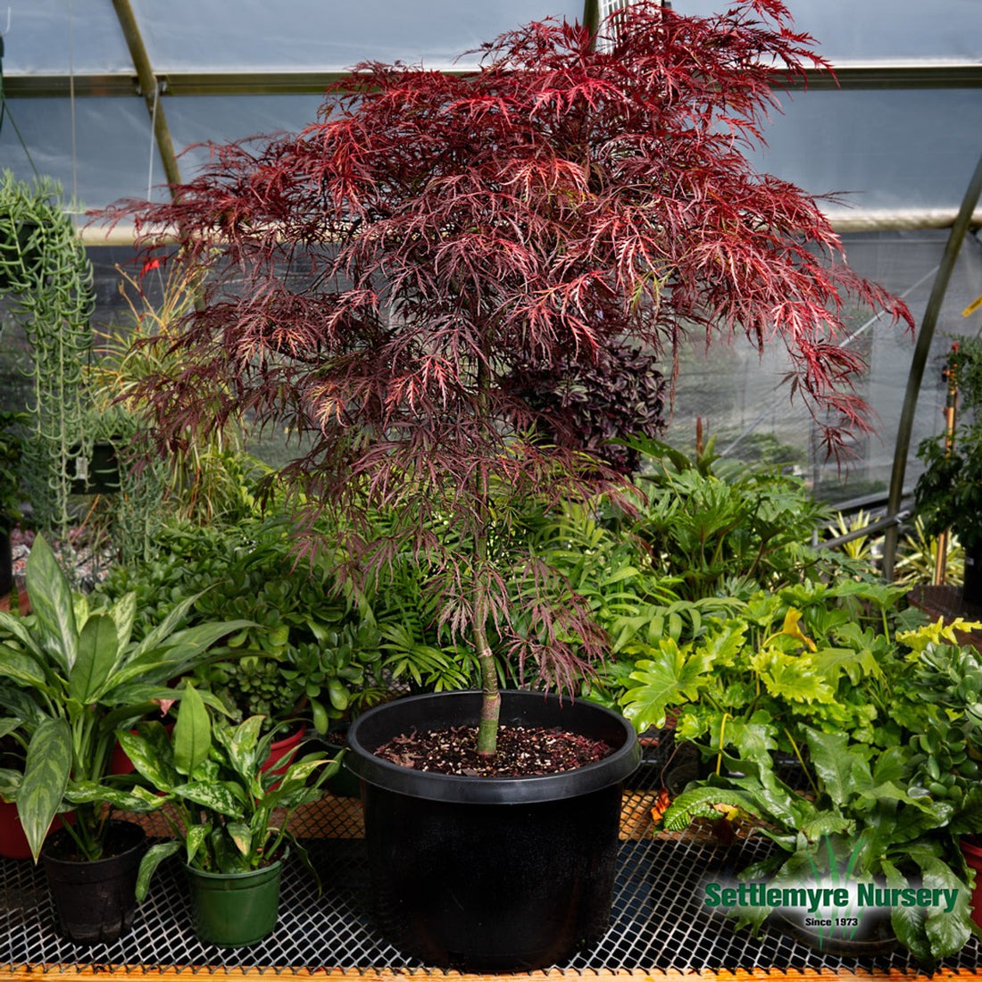 Acer palm. var. dissectum 'Tamukeyama' Tamukeyama Laceleaf Japanese Maple 15g