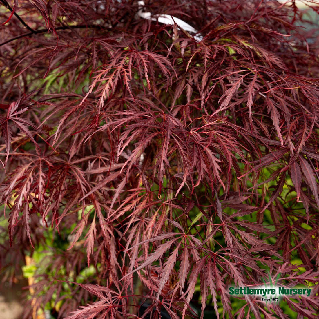 Acer palm. var. dissectum 'Tamukeyama' Tamukeyama Laceleaf Japanese Maple 15g