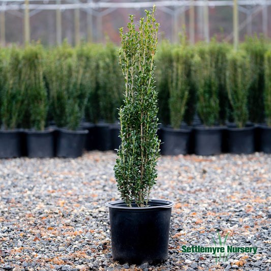 Ilex crenata 'Sky Pencil' Sky Pencil Japanese Holly