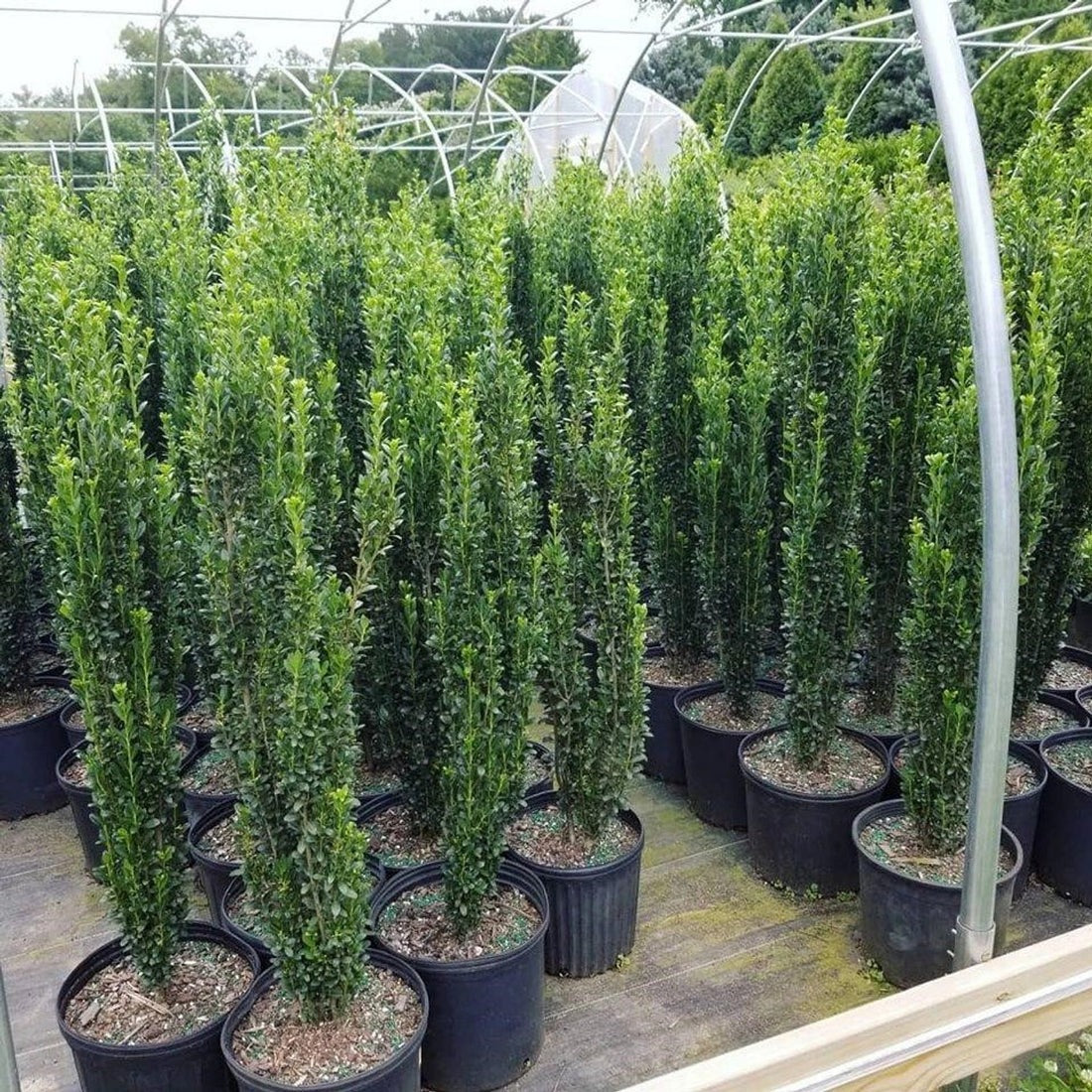 Ilex crenata 'Sky Pencil' Sky Pencil Japanese Holly