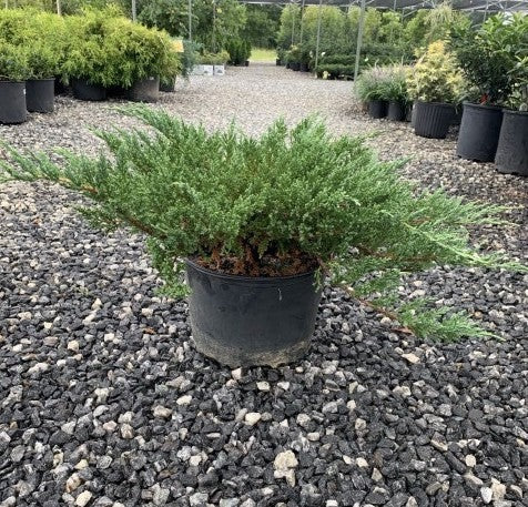 Juniperus chinensis 'Sargentii' Sargent's Juniper 3 Gallon – Richardson ...