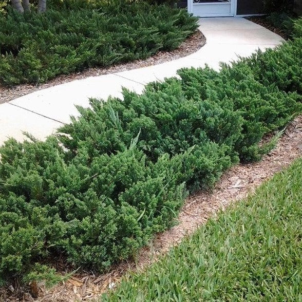 Juniperus chinensis 'Sargentii' Sargent's Juniper 3g