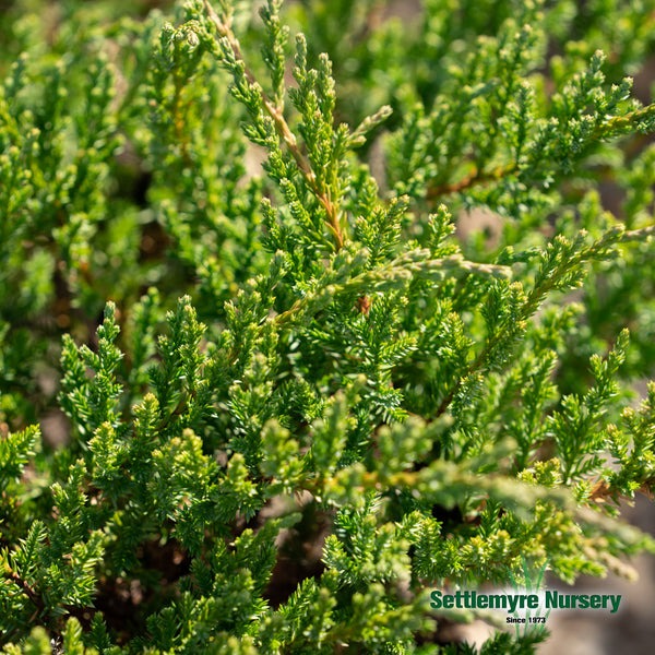 Juniperus chinensis 'Sargentii' Sargent's Juniper 3g