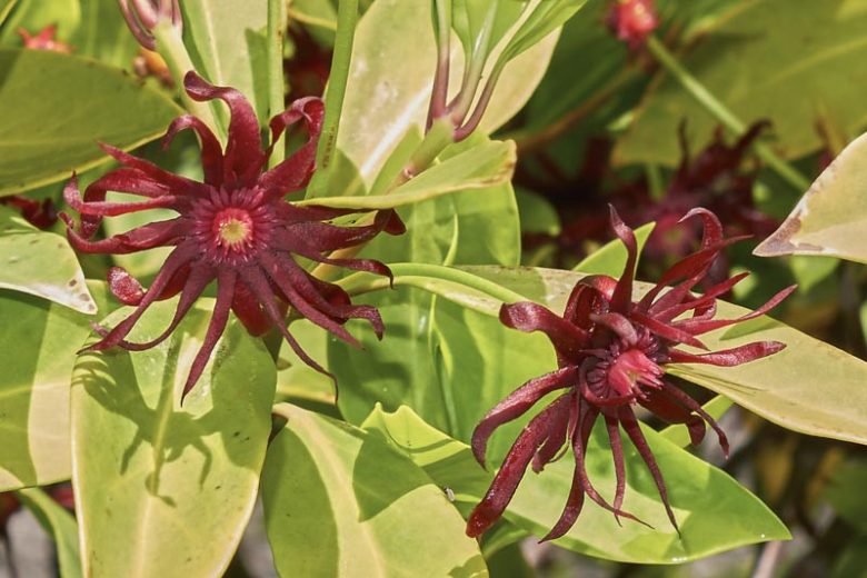 Illicium floridanum Florida Anise 3 Gallon