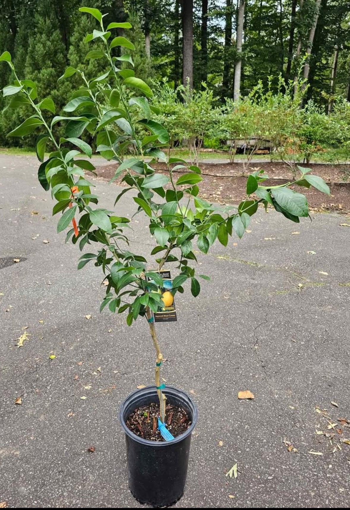 Improved Meyer Lemon Tree 3-4ft