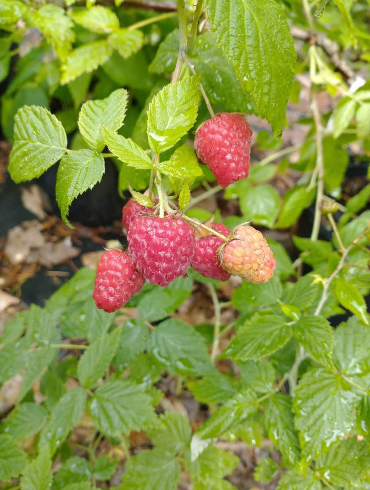 Prelude Raspberry 3g – Richardson Roots