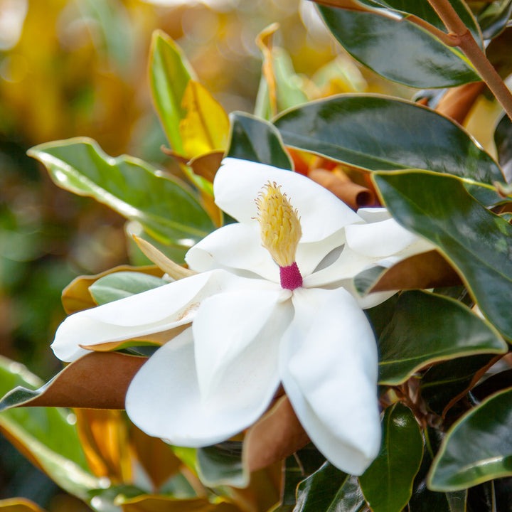 Magnolia grandiflora 'Bracken's Brown Beauty' Bracken's Brown Beauty Magnolia