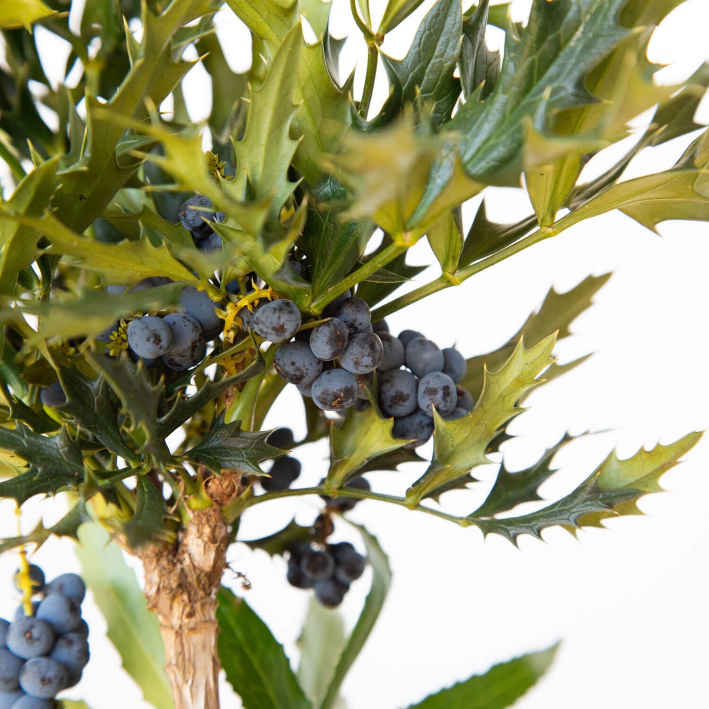 Mahonia Hybrid ‘sPg-15-1’ PP29095 Beijing Beauty™ Mahonia 3g