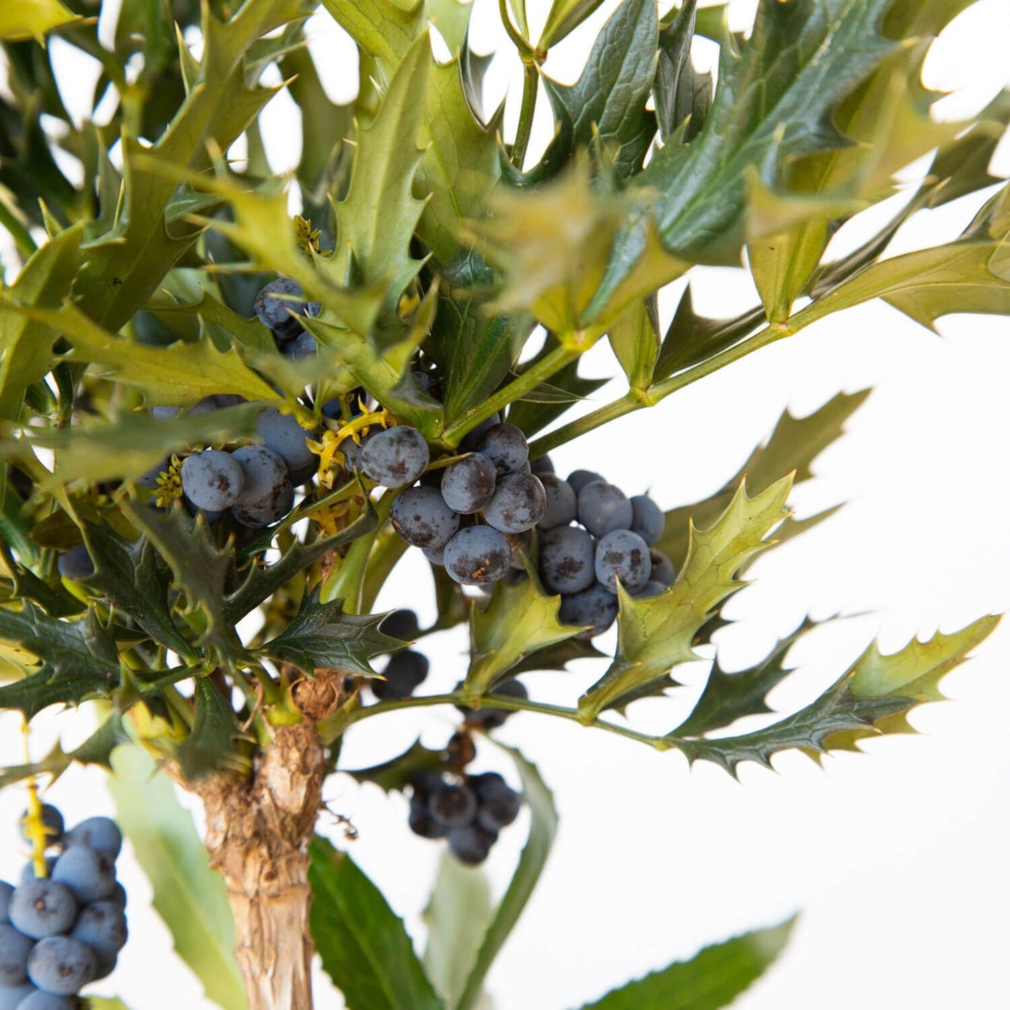 Mahonia Hybrid ‘sPg-15-1’ PP29095 Beijing Beauty™ Mahonia 3g