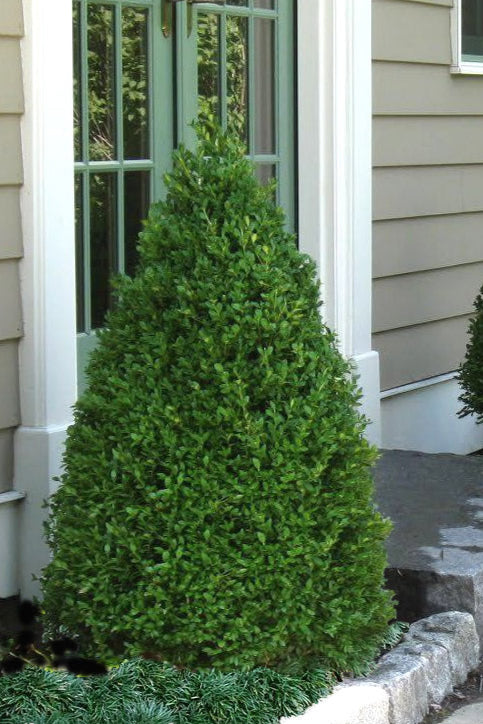 Buxus x 'Green Mountain' Green Mountain Boxwood 10g