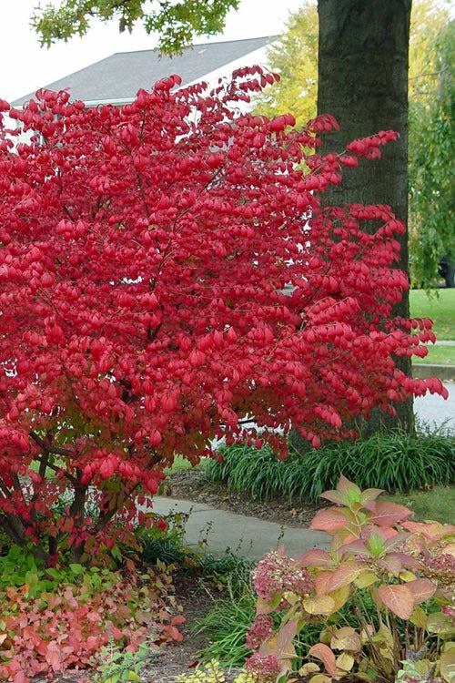 Euonymus alatus 'Compactus' Dwarf Burning Bush 3g