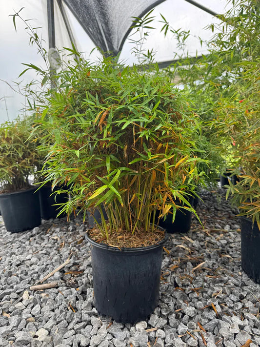 Bambusa multiplex 'Golden Goddess' Golden Goddess Clumping Bamboo 3g
