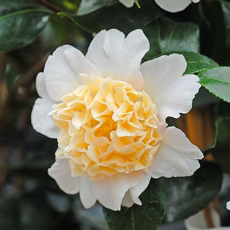 Camellia japonica 'Brushfield's Yellow' Brushfield's Yellow Camellia 3g