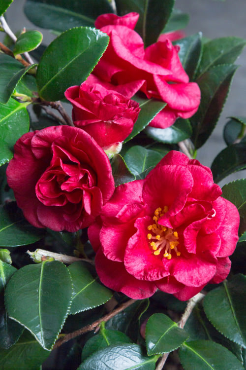 Camellia sasanqua 'LA Rouge' LA Rouge Camellia 10 Gallon