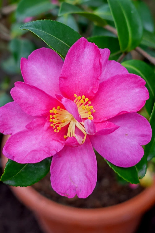 Camellia sasanqua 'Kanjiro' Kanjiro Camellia Espalier (7g) ESP