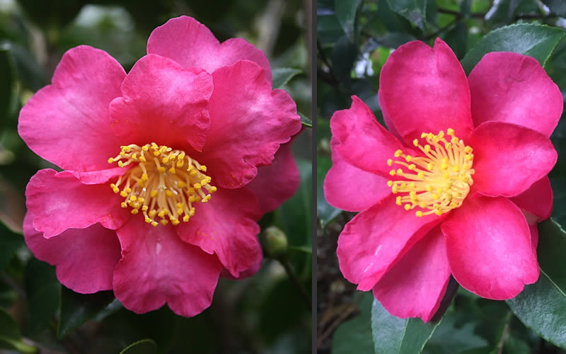 Camellia sasanqua 'Kanjiro' Kanjiro Camellia Espalier (7g) ESP