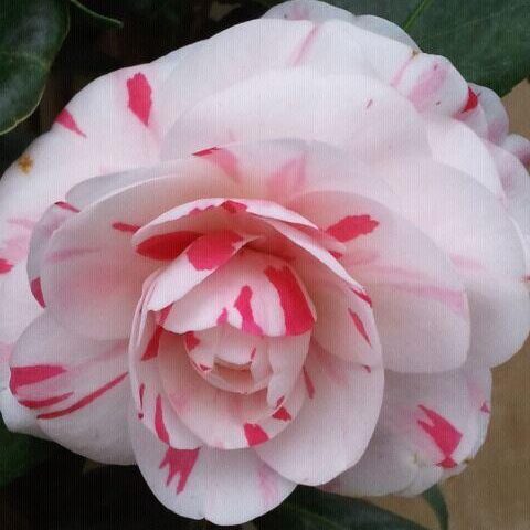 Camellia japonica 'LA Peppermint' Camellia (15g)