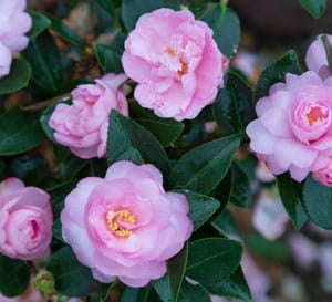 Camellia sasanqua 'Shishi Lite' Shishigashira Camellia 7 Gallon