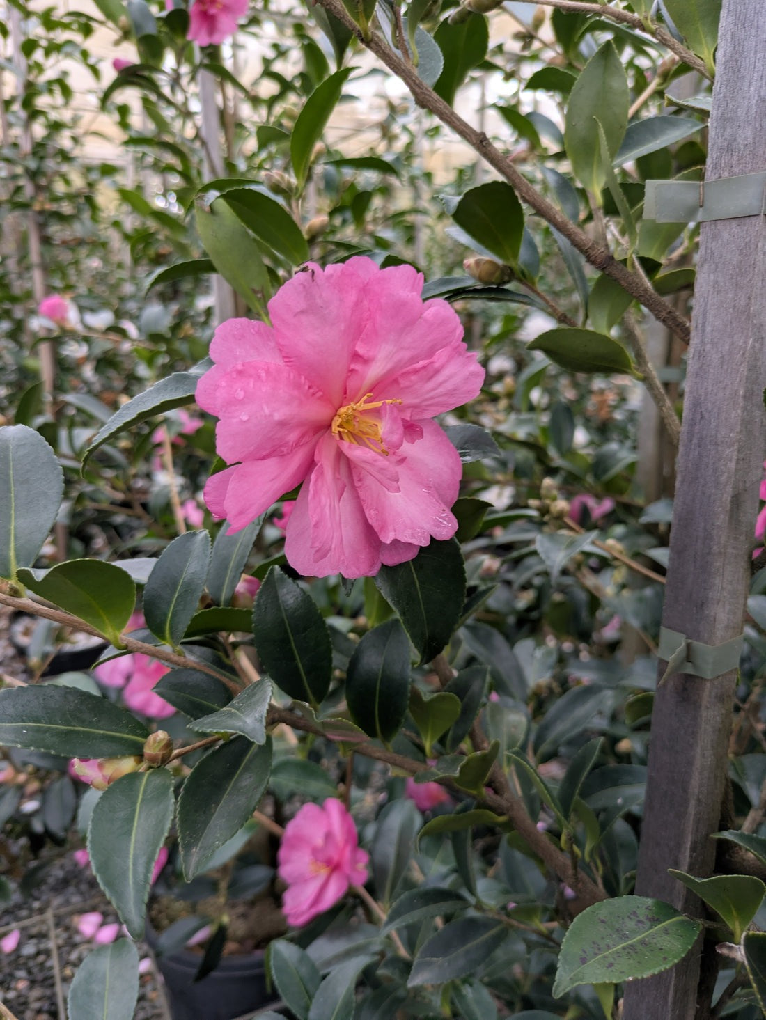 Camellia sasanqua 'Shishi' Shishigashira Camellia (3g)