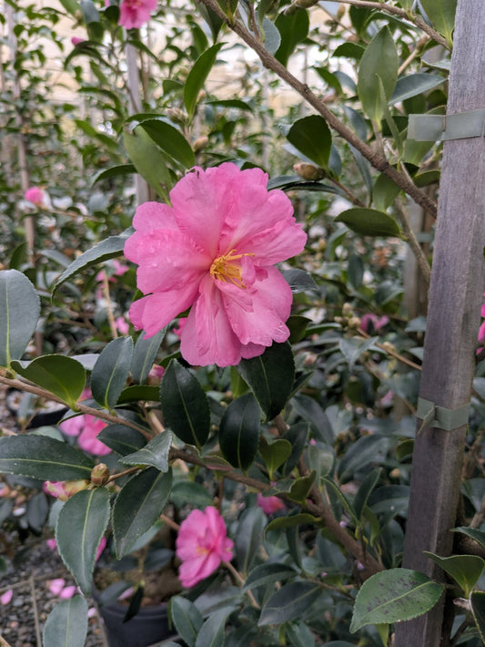 Camellia sasanqua 'Shishi' Shishigashira Camellia (3g)