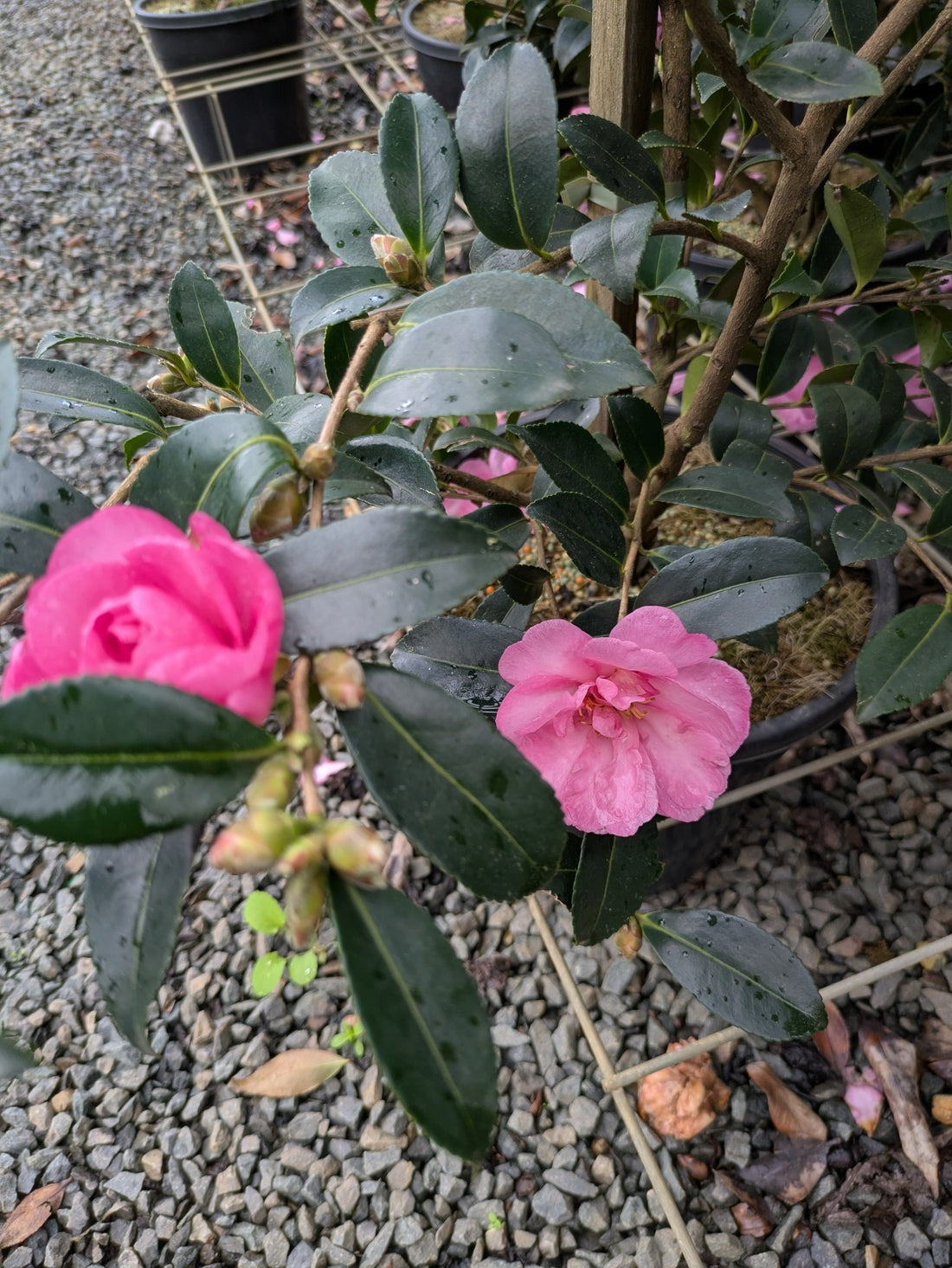 Camellia sasanqua 'Shishi' Shishigashira Camellia (3g)