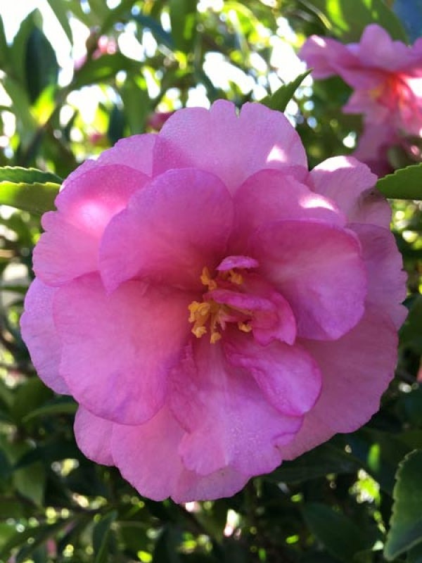 Camellia sasanqua 'Shishi' Shishigashira Camellia (3g)