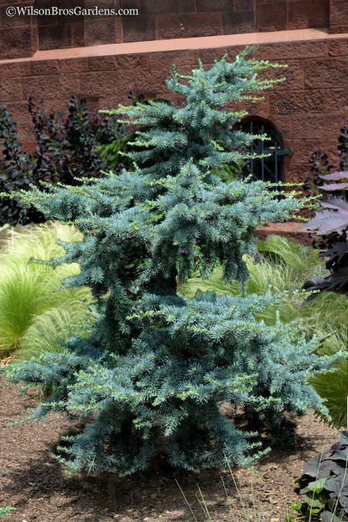 Cedrus atlantica 'Horstmann' Horstmann Blue Atlas Cedar